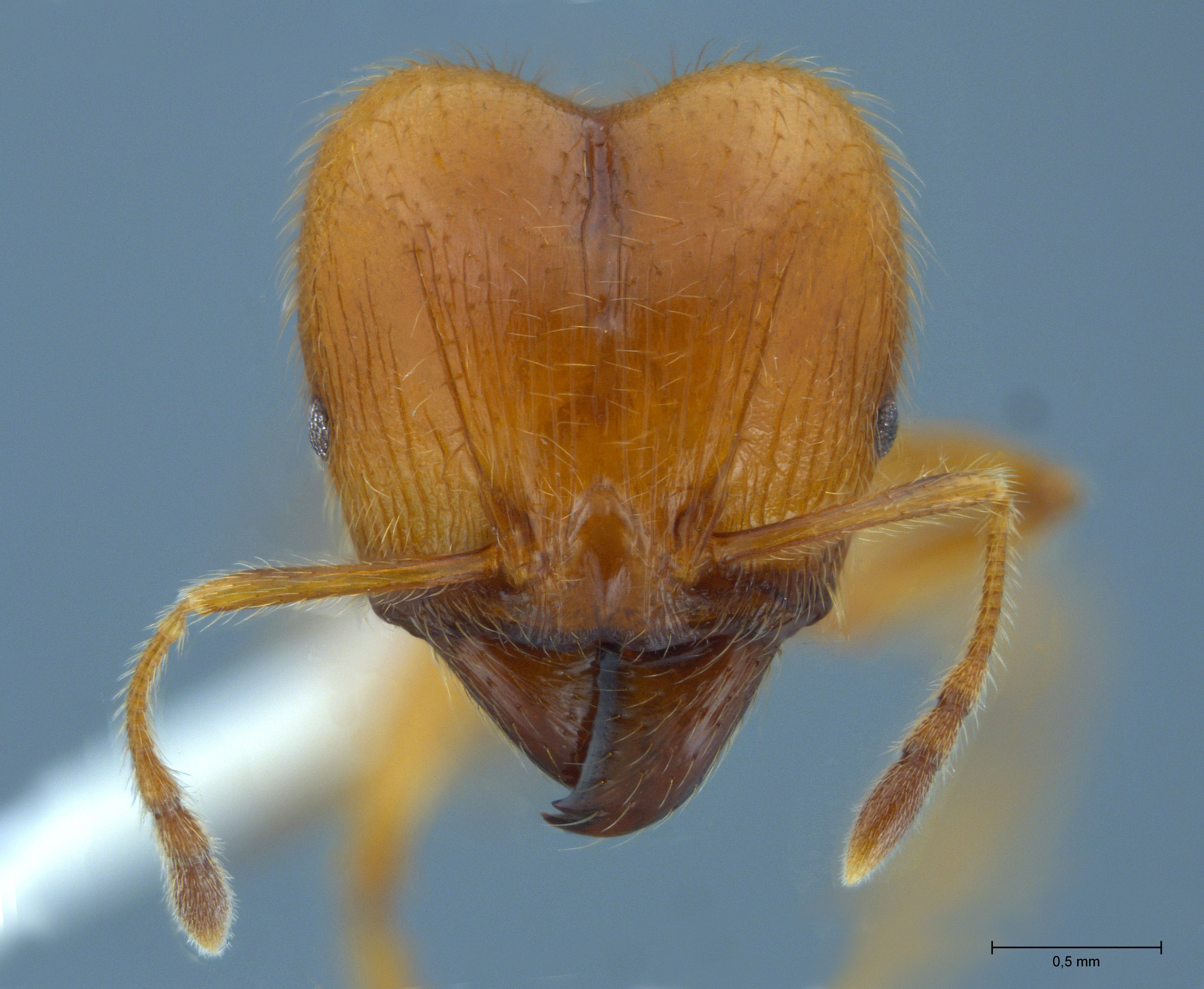 Pheidole havilandi major frontal