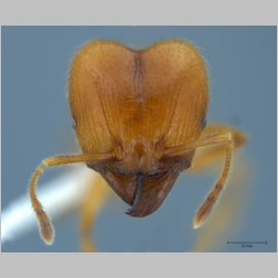 Pheidole havilandi major Forel, 1911 frontal