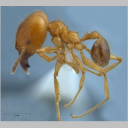 Pheidole havilandi major Forel, 1911 lateral