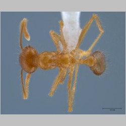 Pheidole havilandi minor Forel, 1911 dorsal