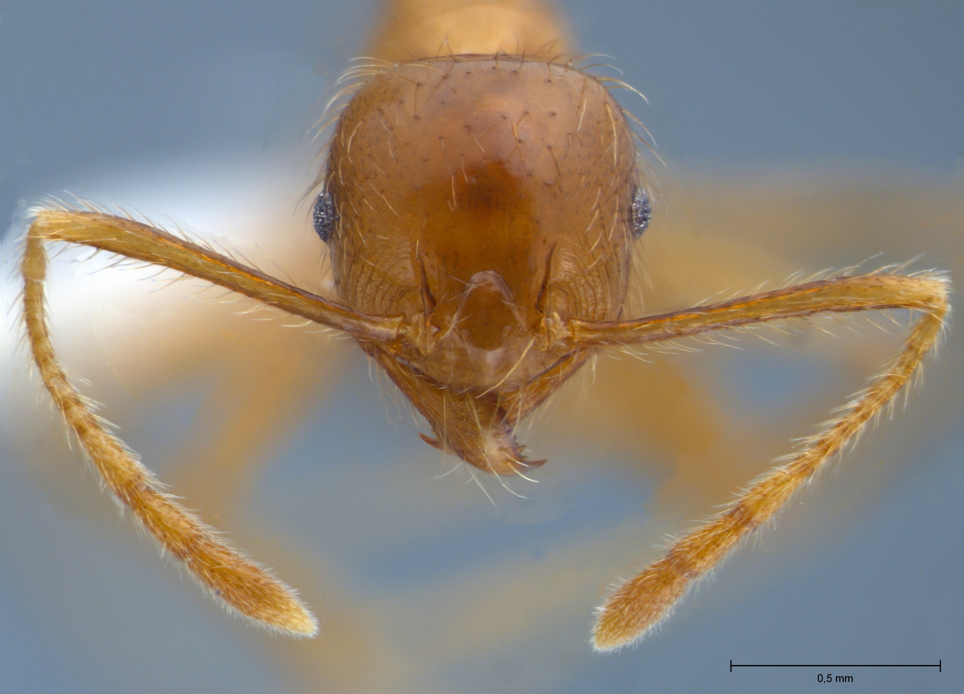 Pheidole havilandi minor frontal