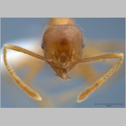 Pheidole havilandi minor Forel, 1911 frontal