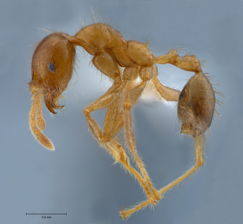 Pheidole havilandi minor lateral