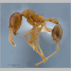 Pheidole havilandi minor Forel, 1911 lateral