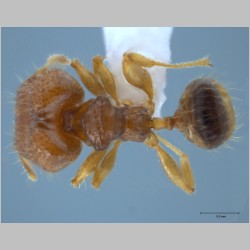 Pheidole hortensis major Forel, 1913 dorsal