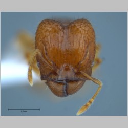 Pheidole hortensis major Forel, 1913 frontal