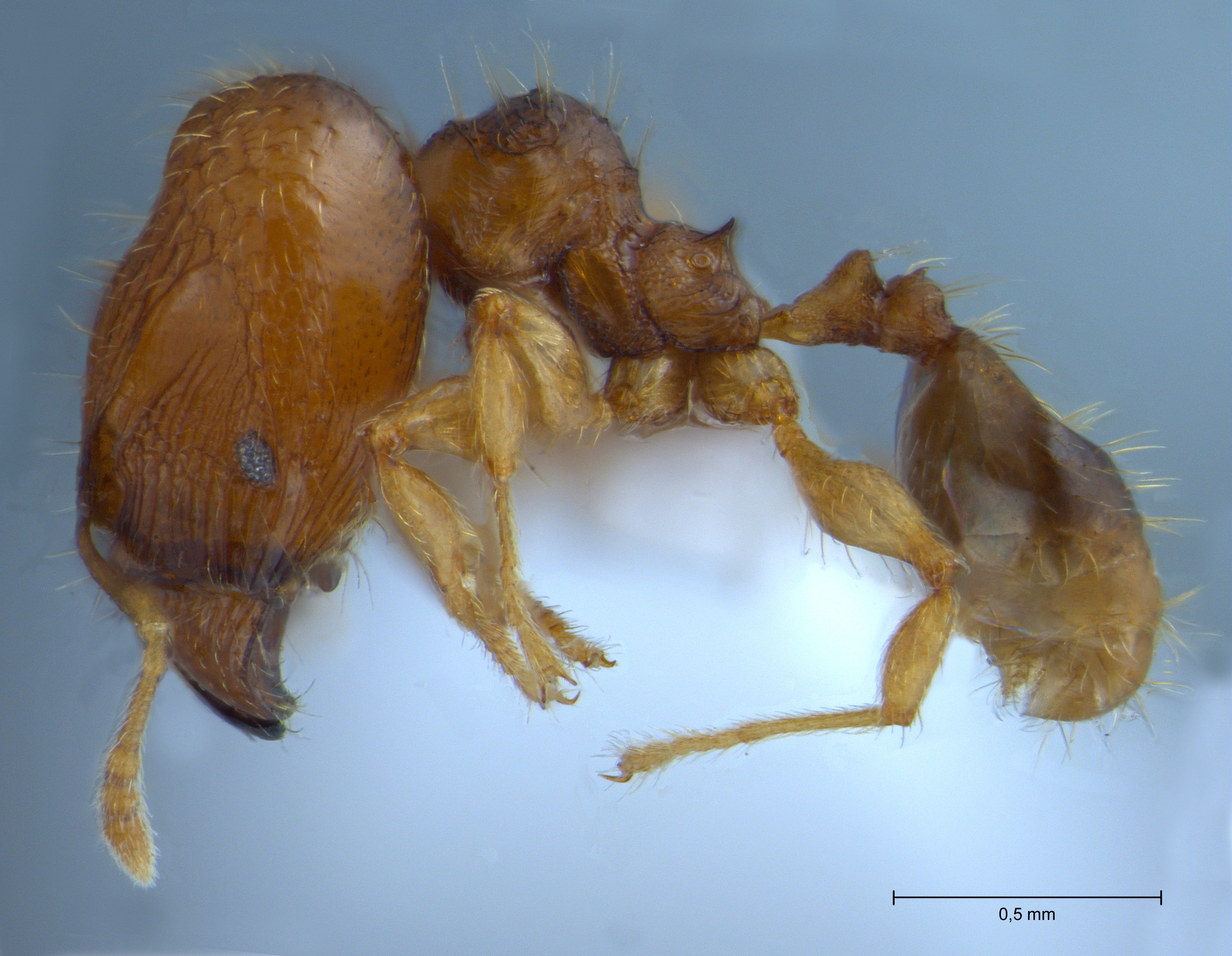 Pheidole hortensis major lateral