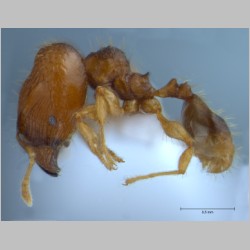 Pheidole hortensis major Forel, 1913 lateral