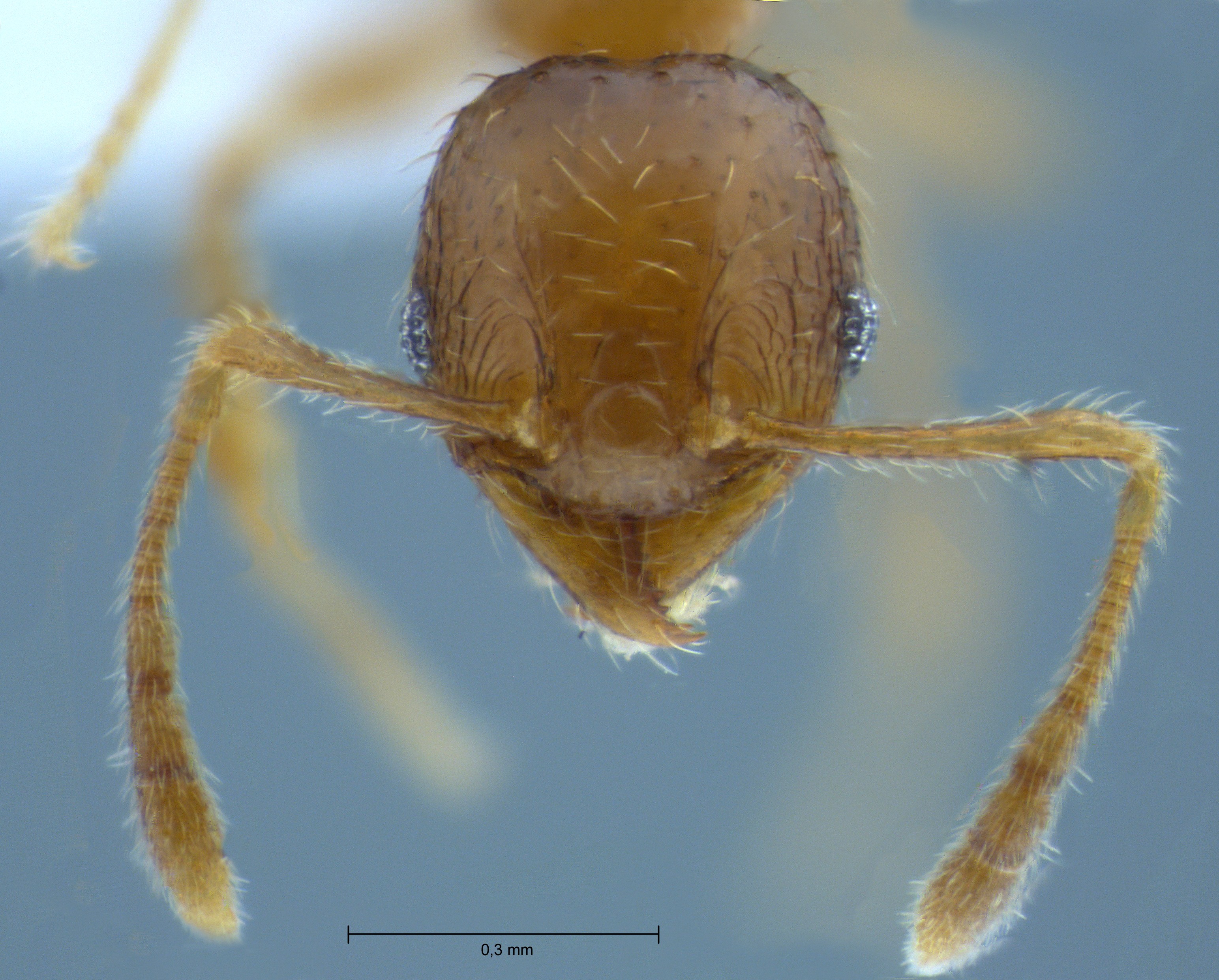 Pheidole hortensis minor frontal