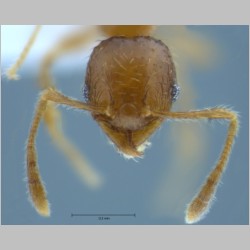 Pheidole hortensis minor Forel, 1913 frontal