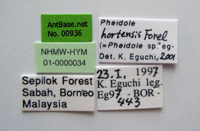 Pheidole hortensis minor label