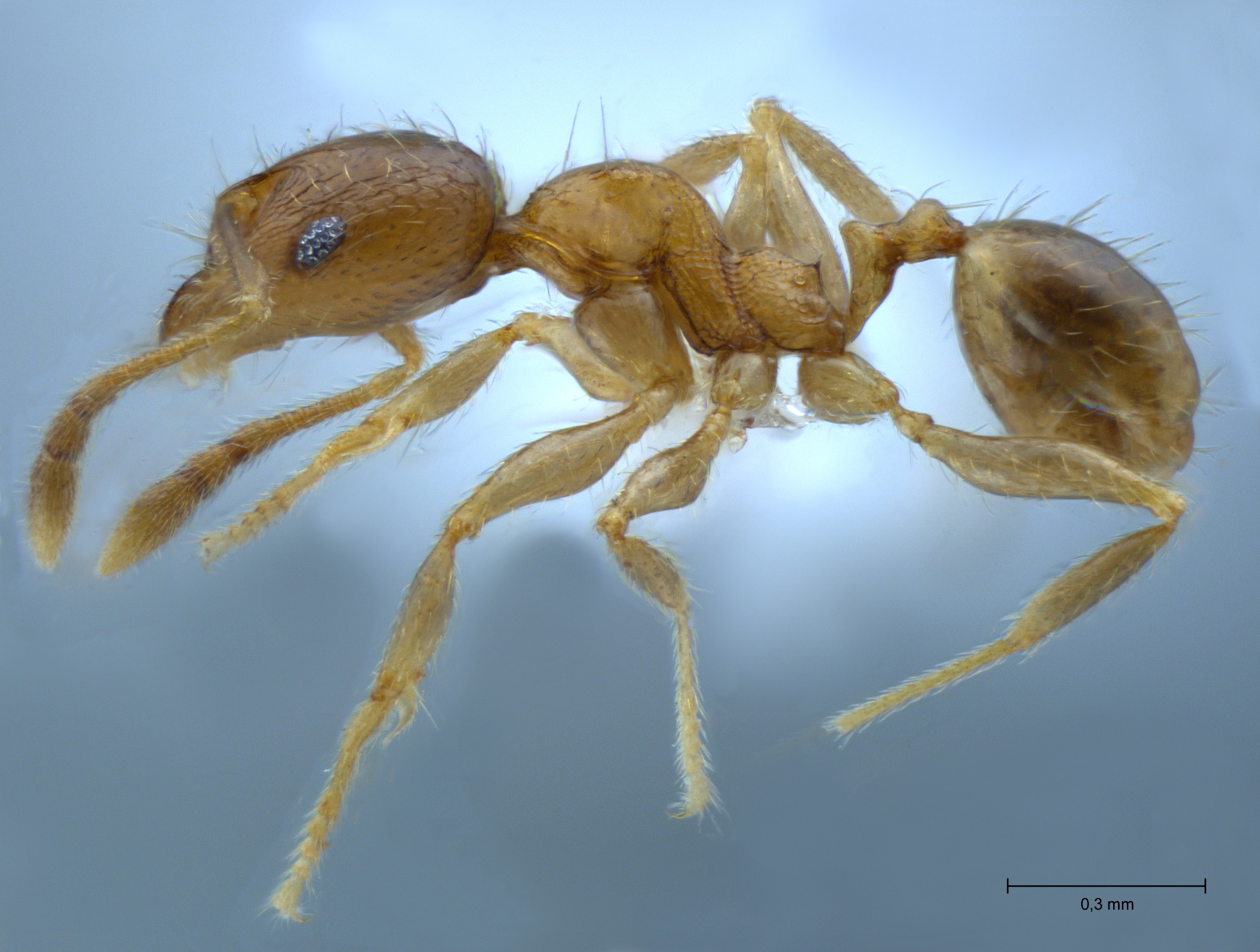 Pheidole hortensis minor lateral