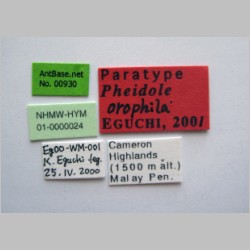 Pheidole orophila major Eguchi, 2001 label