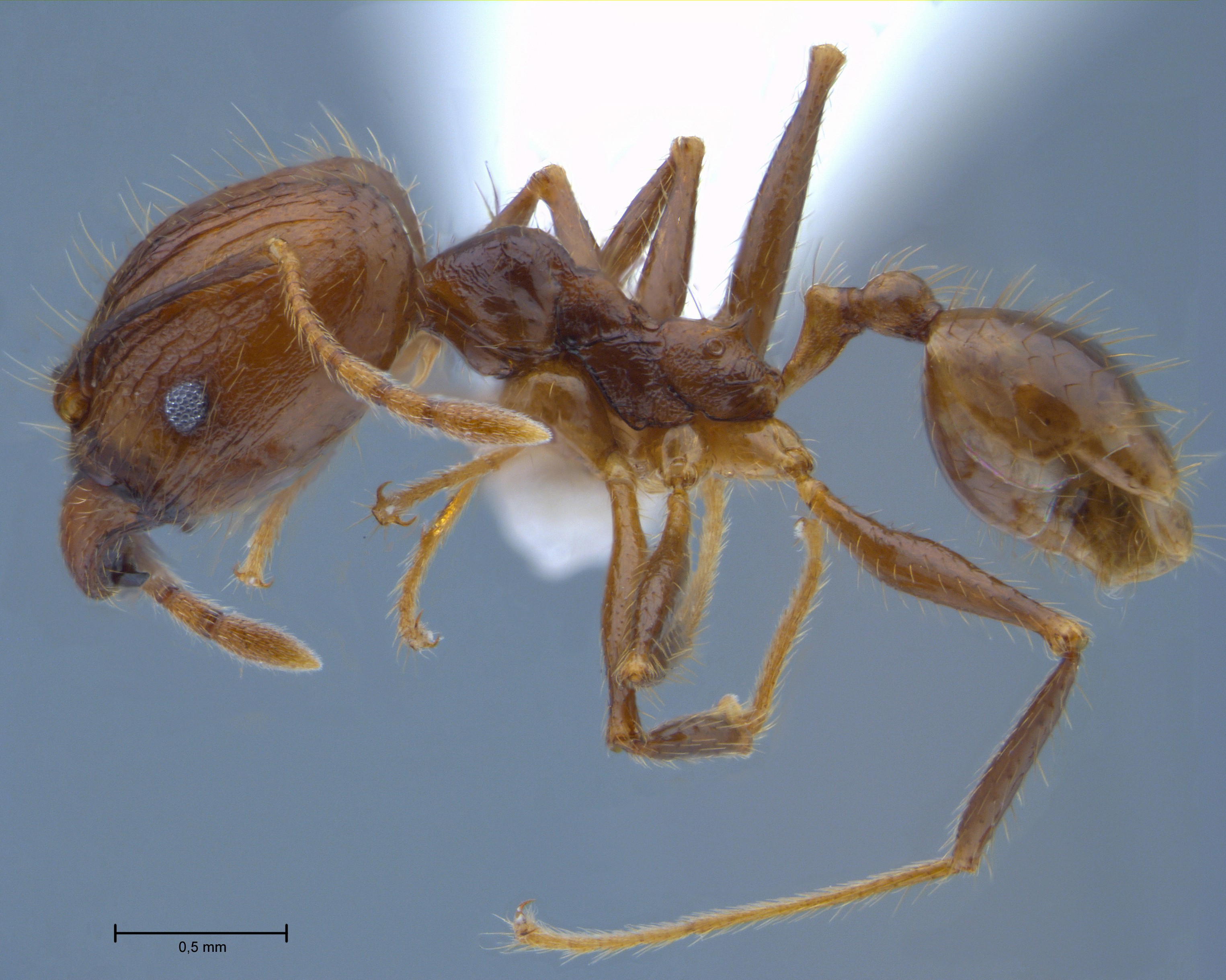 Pheidole orophila major lateral