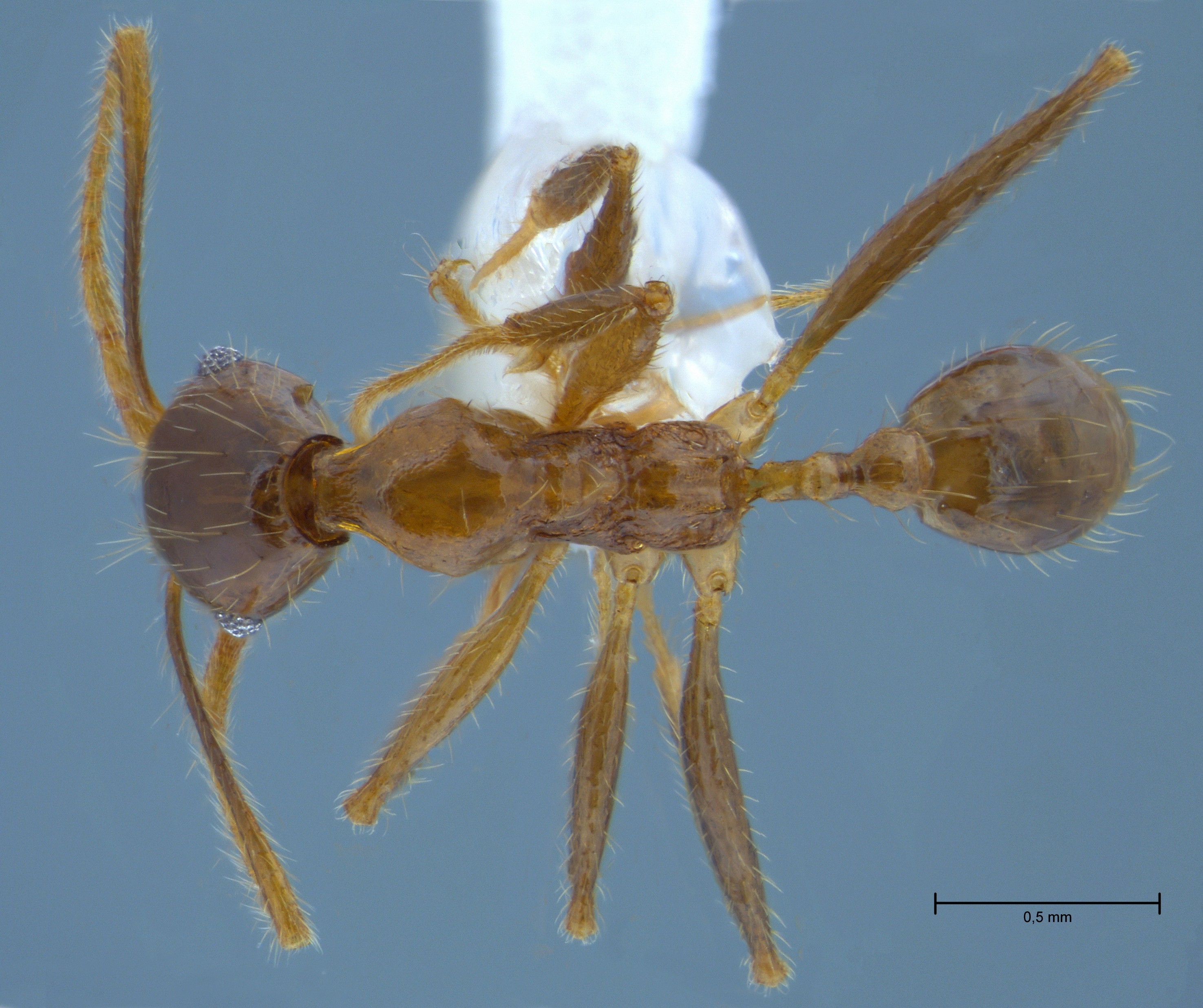 Pheidole orophila minor dorsal