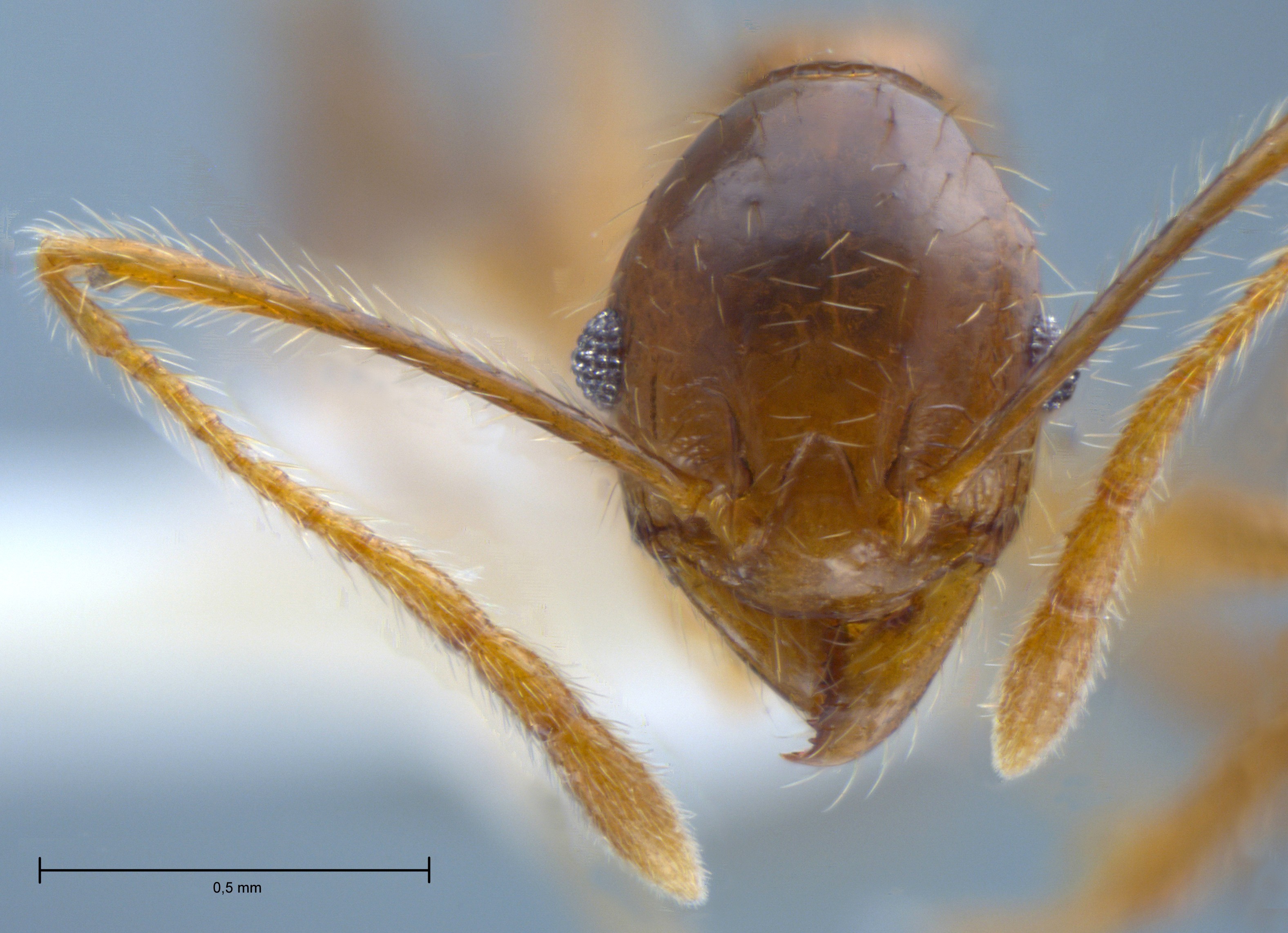 Pheidole orophila minor frontal