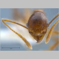 Pheidole orophila minor Eguchi, 2001 frontal