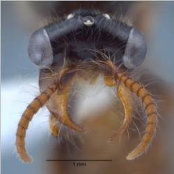 Aenictus gracilis male Emery, 1893 frontal