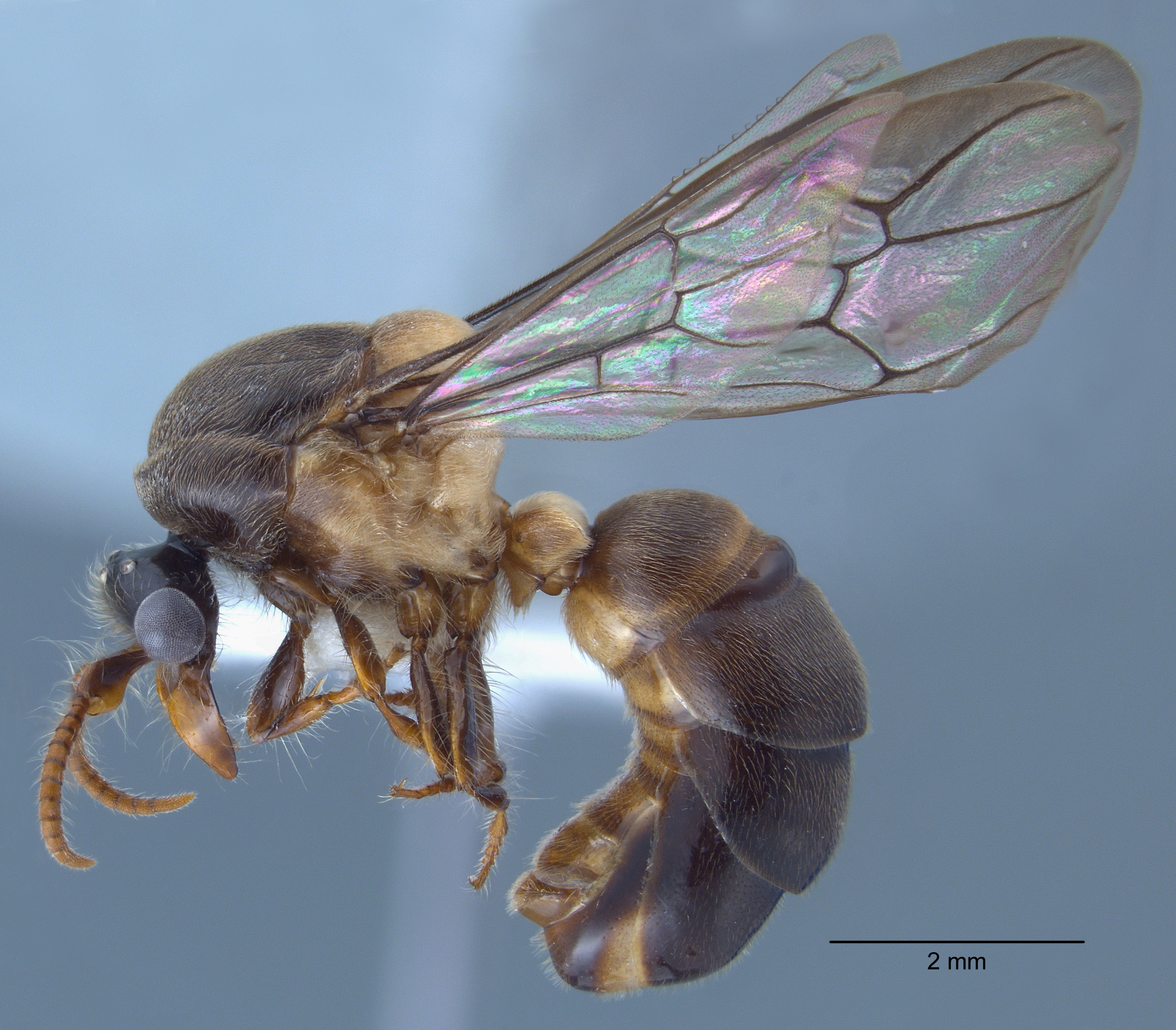 Aenictus gracilis male lateral