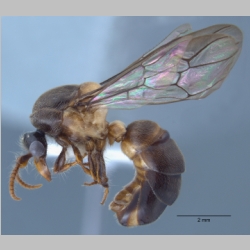 Aenictus gracilis male Emery, 1893 lateral