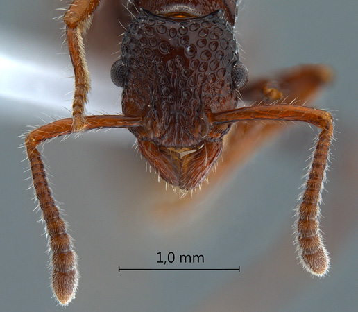 Gnamptogenys binghamii frontal