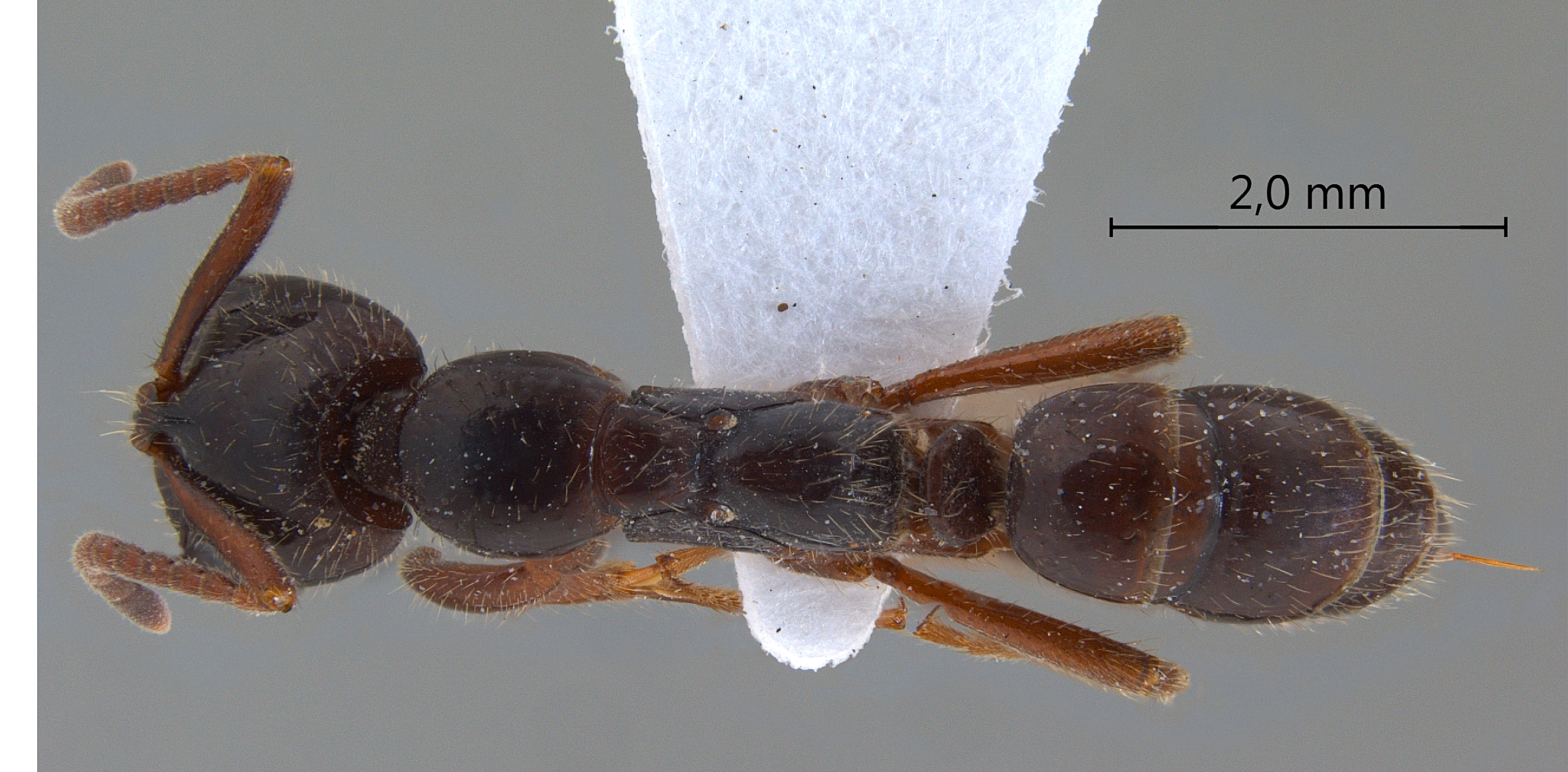 Leptogenys mutabilis dorsal