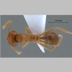 Lophomyrmex bedoti Emery, 1893 dorsal