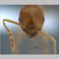 Lophomyrmex bedoti Emery, 1893 frontal