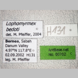 Lophomyrmex bedoti Emery, 1893 label