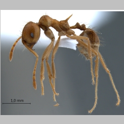 Lophomyrmex bedoti Emery, 1893 lateral