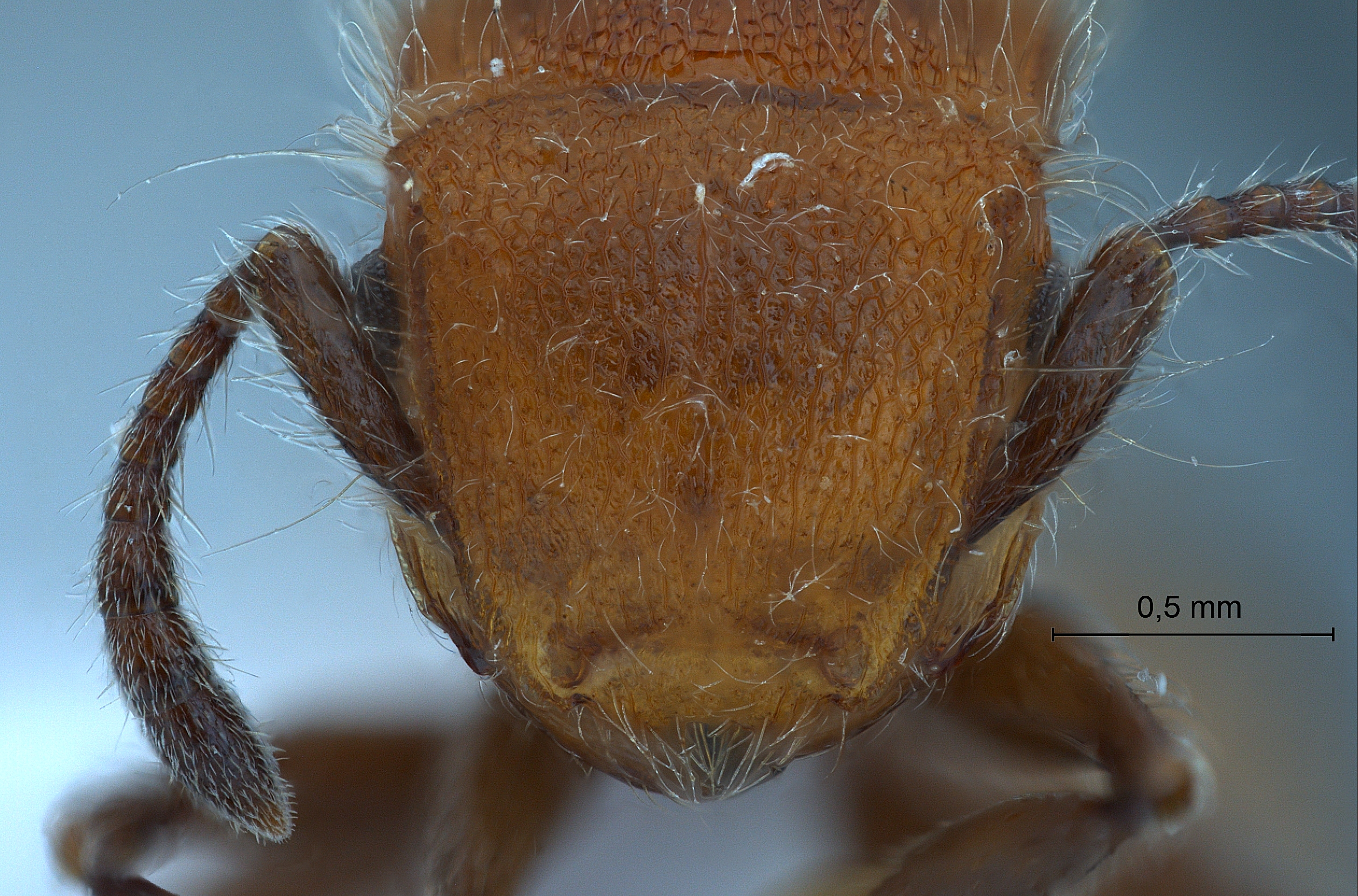 Meranoplus castaneus frontal