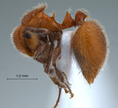 Meranoplus castaneus lateral