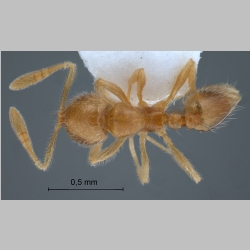 Monomorium australicum Forel, 1907 dorsal