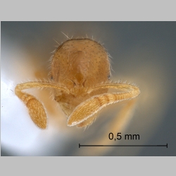 Monomorium australicum Forel, 1907 frontal