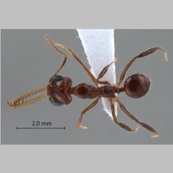 Myrmoteras diastematum Moffett, 1985 dorsal