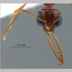 Myrmoteras diastematum Moffett, 1985 frontal