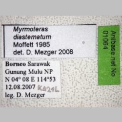 Myrmoteras diastematum Moffett, 1985 label