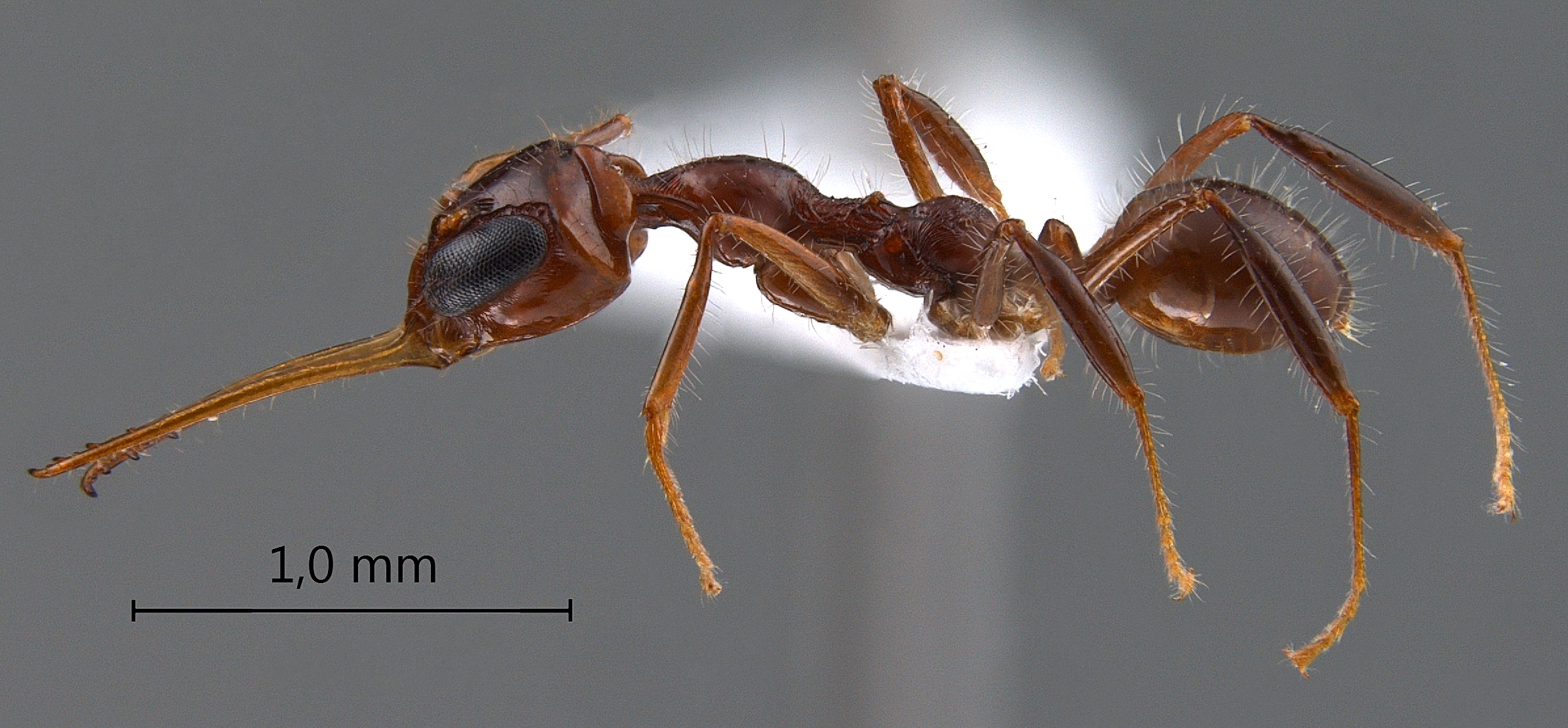 Myrmoteras diastematum lateral