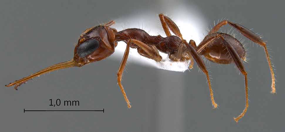 Myrmoteras diastematum lateral