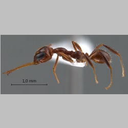 Myrmoteras diastematum Moffett, 1985 lateral