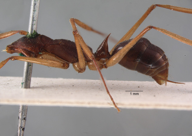 Odontomachus infandus lateral