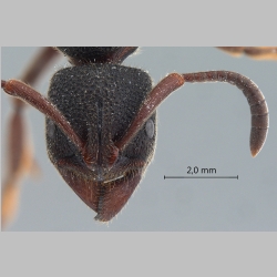 Pachycondyla tridentata Smith, 1858 frontal