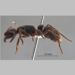 Pachycondyla tridentata Smith, 1858 lateral