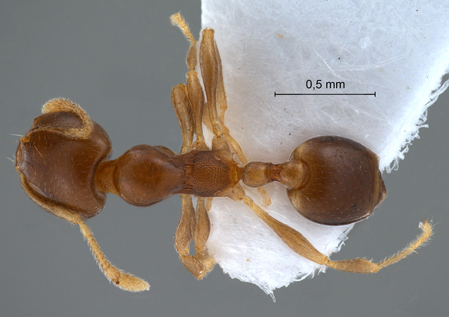 Pheidologeton pygmaeus dorsal