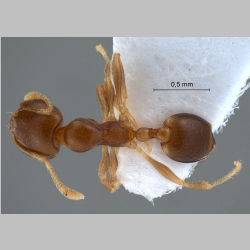 Pheidologeton pygmaeus Emery, 1887 dorsal