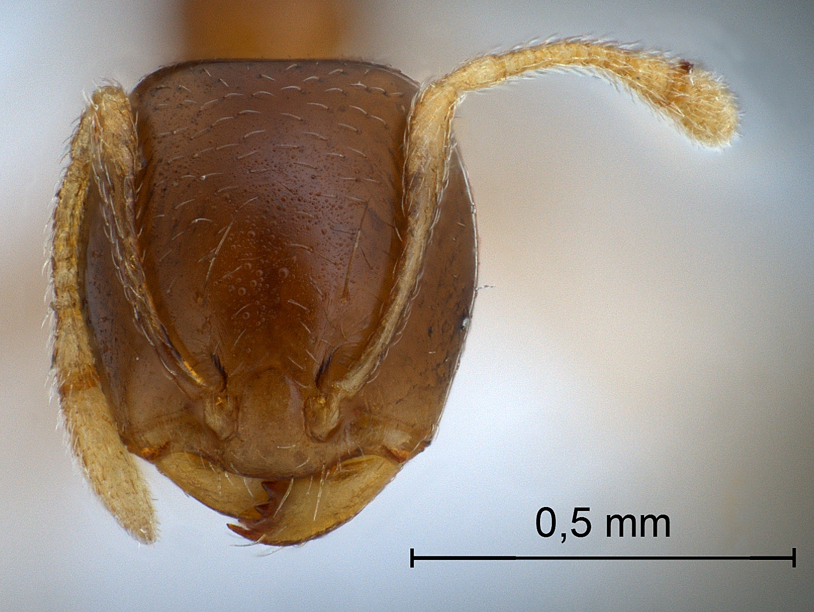 Pheidologeton pygmaeus frontal