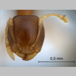 Pheidologeton pygmaeus Emery, 1887 frontal
