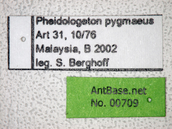 Pheidologeton pygmaeus label