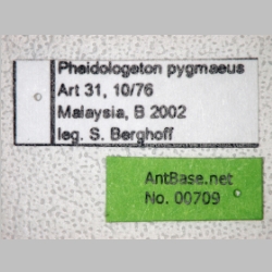 Pheidologeton pygmaeus Emery, 1887 label