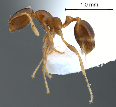 Pheidologeton pygmaeus lateral